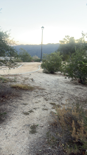 Desert Cottontail observed by haileymercer