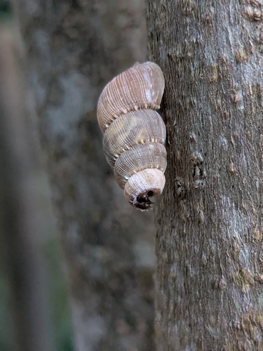 Parachondria dentata observed 2026-10-16