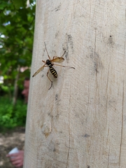 Ctenophora flaveolata