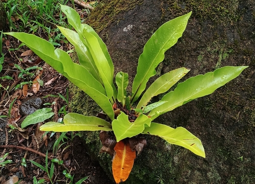 Asplenium, 2026-10-16