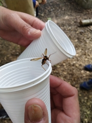 Ctenophora flaveolata