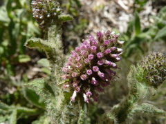 Pterocaulon serrulatum