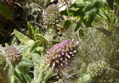 Pterocaulon serrulatum