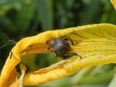 Mononychus punctumalbum