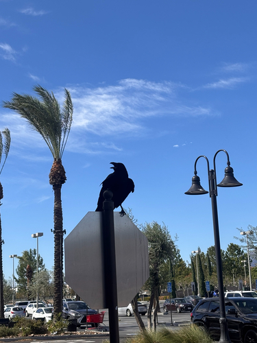 Common Raven
