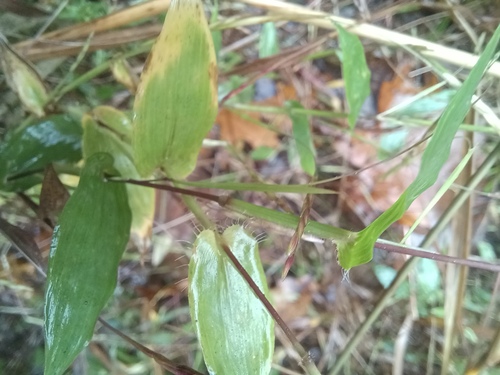 Arthraxon hispidus observed 2026-10-16