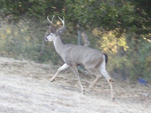 Columbian Black-tailed Deer