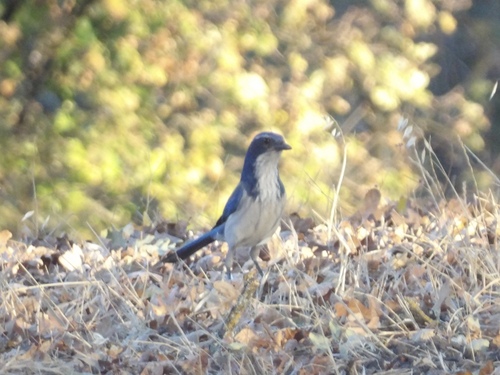 California Scrub-Jay