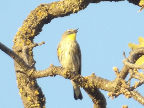 Yellow-rumped Warbler