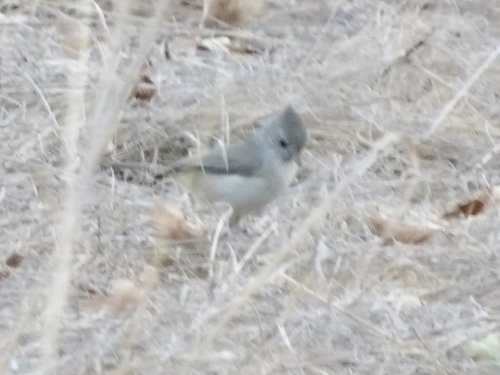 Oak Titmouse