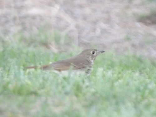 Hermit Thrush