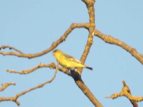 Lesser Goldfinch