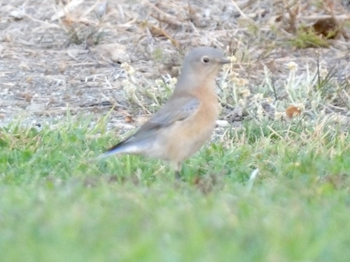 Western Bluebird