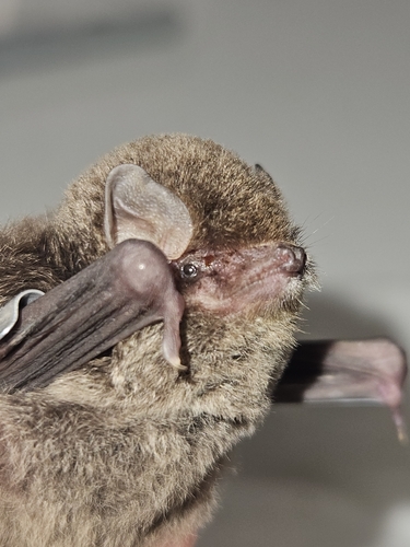 Miniopterus observed 2026-10-10