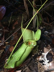 Nepenthes kuchingensis