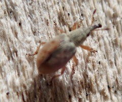 Malvapion malvae