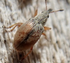 Malvapion malvae