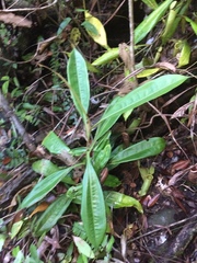Nepenthes kuchingensis