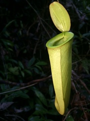 Nepenthes kuchingensis