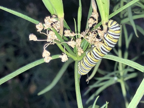 Monarch