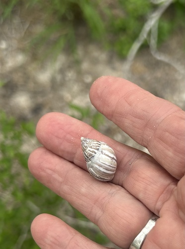 Striped Rabdotus Snail