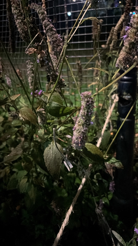 anise hyssop