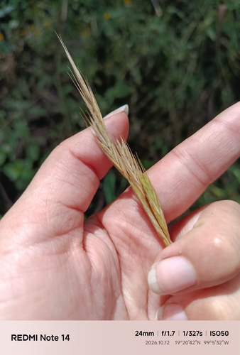 Bromus carinatus observed 2026-10-12
