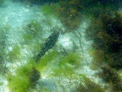 Aplodactylus arctidens