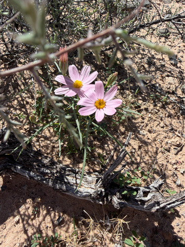 Hole-in-the-sand Plant