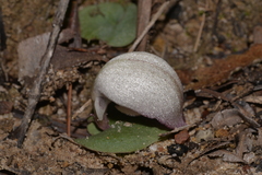 Corybas barbarae