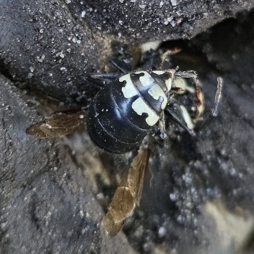 Bald-faced Hornet