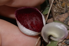 Corybas barbarae
