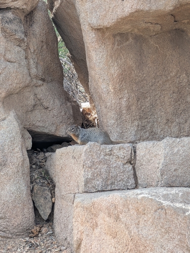 Rock Squirrel observed by kamont