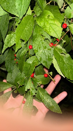 winterberry holly