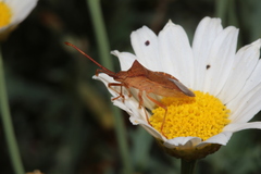 Gonocerus acuteangulatus