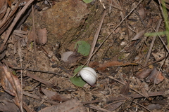 Corybas barbarae