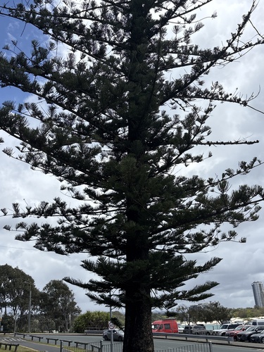 Araucaria heterophylla observed 2026-10-17