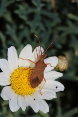 Gonocerus acuteangulatus