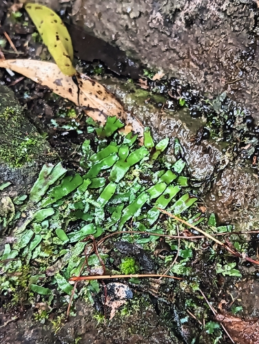 Targionia hypophylla observed 2026-10-14
