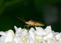 Gonocerus acuteangulatus