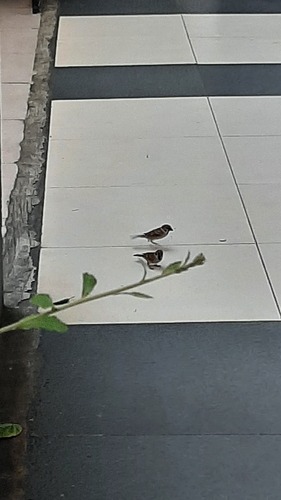 Southeast Asian Tree Sparrow