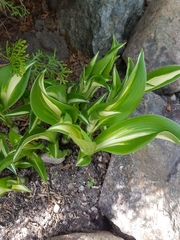 Hosta undulata