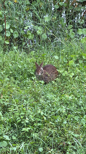 Marsh Rabbit observed by lermak16