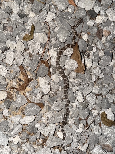 Western Ratsnake observed by msherk