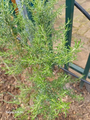 Olearia ramulosa, 2026-10-17