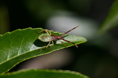 Gonocerus acuteangulatus