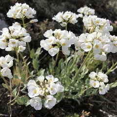 Noccaea cochleariformis