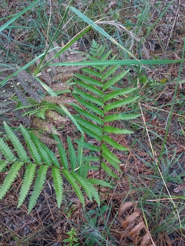 Anchistea virginica, 2026-10-16