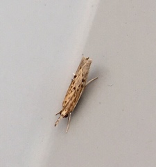 Fissicrambus quadrinotellus