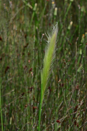 Dichelachne crinita observed 2026-10-16